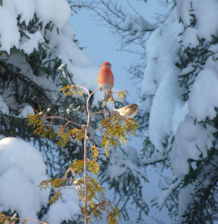 Gite De La Riviere Bed and Breakfast Chibougamau Εξωτερικό φωτογραφία